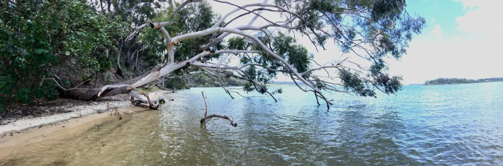 The tree-lined beach on North Stradbroke Island beside Canaipa Passage